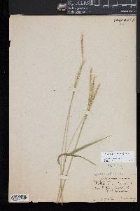 Elymus violaceus image