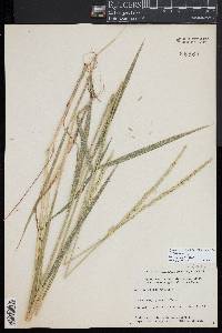 Elymus violaceus image