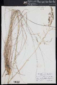 Eragrostis curvula image