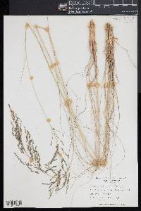 Eragrostis curvula image