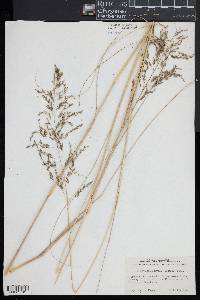 Eragrostis curvula image