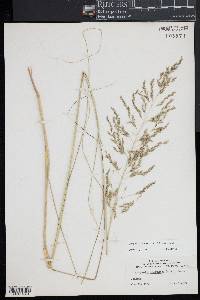 Eragrostis curvula image