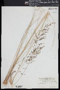 Eragrostis curvula image