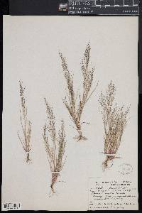 Eragrostis frankii image