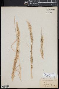 Eragrostis japonica image