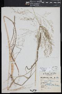 Eragrostis mexicana image