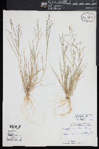 Eragrostis mexicana image