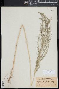 Eragrostis mexicana image