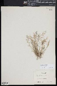 Eragrostis minor image