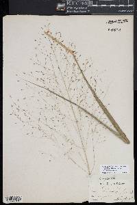 Eragrostis trichodes image