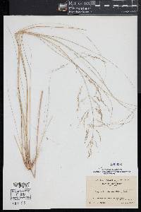 Eragrostis trichodes image