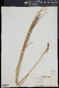 Eragrostis variabilis image