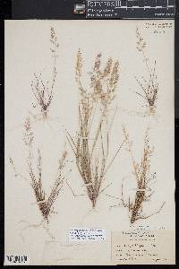 Eragrostis viscosa image