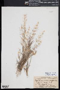 Eragrostis viscosa image