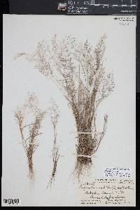 Eragrostis viscosa image