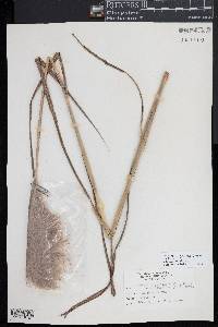 Saccharum giganteum image