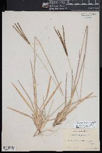Eustachys neglecta image
