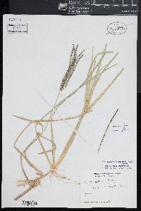 Eustachys petraea image