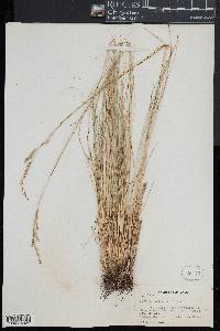 Festuca arizonica image