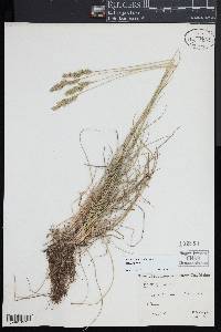 Festuca ovina image