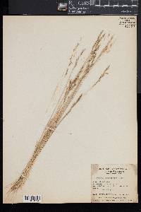 Festuca idahoensis image