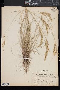 Festuca rubra image