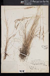 Festuca rubra image