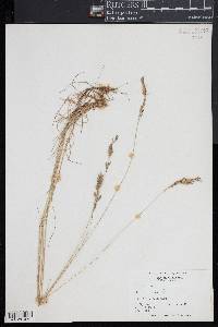 Festuca rubra image