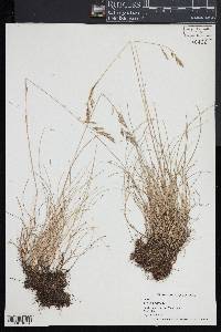 Festuca rubra image