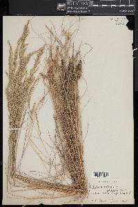 Festuca rubra image