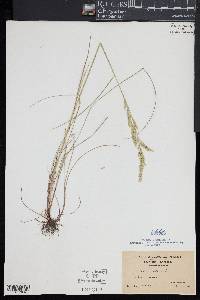 Festuca rubra image