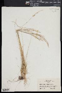 Festuca saximontana image