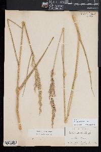 Festuca spectabilis image