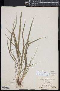 Festuca subverticillata image