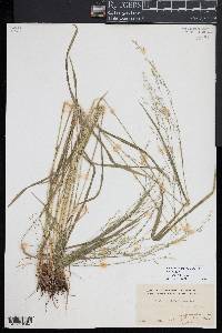 Festuca subverticillata image