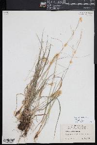 Festuca subverticillata image