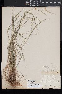 Festuca subverticillata image