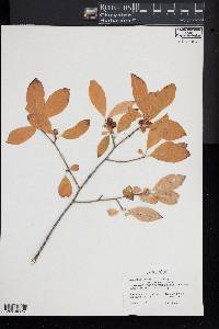 Ilex laevigata image