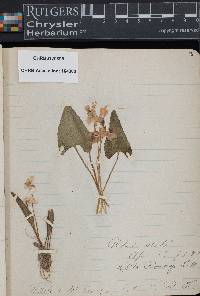 Viola lanceolata image