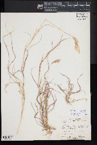 Bothriochloa ischaemum image