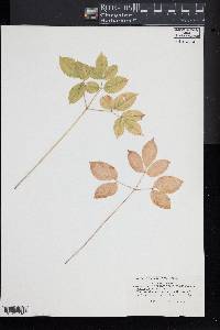 Aralia nudicaulis image