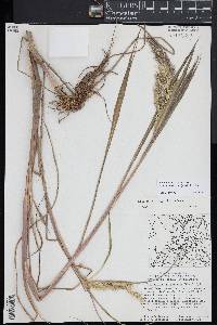 Echinochloa walteri image