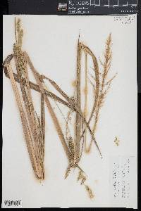 Echinochloa walteri image