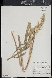 Echinochloa walteri image