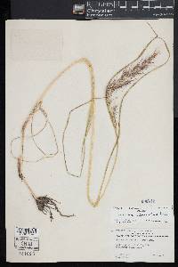 Echinochloa walteri image