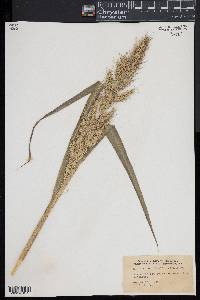 Echinochloa walteri image