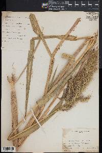 Echinochloa walteri image