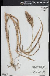 Echinochloa walteri image