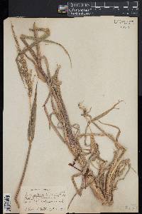 Echinochloa walteri image