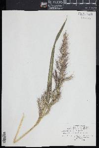 Echinochloa walteri image
